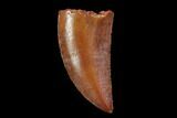 Serrated, Raptor Tooth - Real Dinosaur Tooth #94120-1